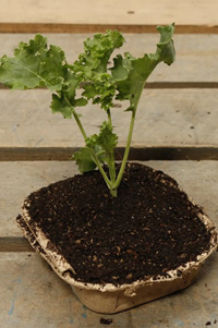 Kale Seedling bundle- Curly